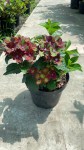 Hydrangea macrophylla Гортензия крупнолистная Royalty Black Knight Черный рыцарь1